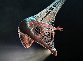 a IMG_0438.jpg